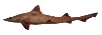 Image of Mustelus higmani (Smalleye smooth-hound)