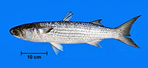 Image of Mugil liza (Lebranche mullet)