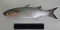 Image of Mugil rubrioculus (Redeye mullet)