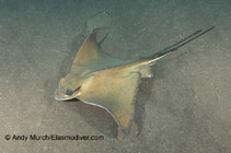 Image of Myliobatis aquila (Common eagle ray)