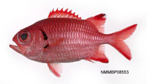 Image of Myripristis formosa 