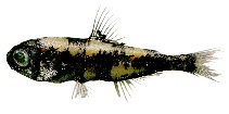 Image of Myctophum nitidulum (Pearly lanternfish)