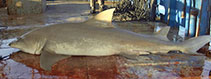 Image of Negaprion acutidens (Sicklefin lemon shark)