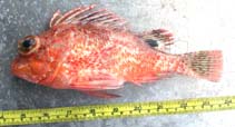 Image of Neosebastes incisipinnis (Incised gurnard perch)