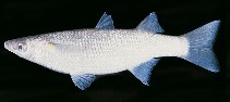 Image of Neomyxus leuciscus (Acute-jawed mullet)