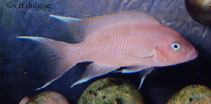 Image of Neolamprologus marunguensis 