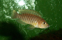 Image of Neolamprologus similis 