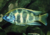 Image of Nimbochromis venustus 