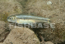 Image of Notropis aguirrepequenoi (Soto la Marina shiner)