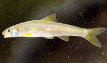 Image of Miniellus ammophilus (Orangefin shiner)