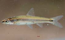 Image of Notropis asperifrons (Burrhead shiner)