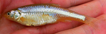 Image of Notropis girardi (Arkansas River shiner)