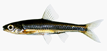 Image of Notropis petersoni (Coastal shiner)