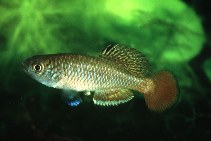 Image of Nothobranchius taeniopygus (Striped nothobranch)