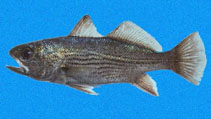 Image of Odontoscion eurymesops (Galapagos croaker)