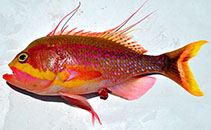 Image of Odontanthias rhodopeplus 