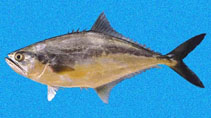 Image of Oligoplites altus (Longjaw leatherjacket)