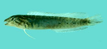 Image of Omox lupus (Wolf blenny)