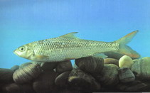 Image of Onychostoma lini 