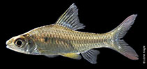 Image of Oreichthys andrewi 