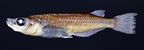 Image of Oryzias hadiatyae 