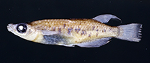 Image of Oryzias hadiatyae 