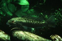 Image of Oreochromis latilabris (Wide-lipped Natron tilapia)