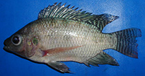 Image of Oreochromis niloticus (Nile tilapia)