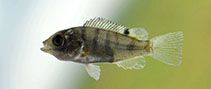 Image of Oreochromis niloticus (Nile tilapia)