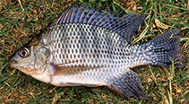 Image of Oreochromis niloticus (Nile tilapia)