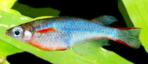 Image of Oryzias woworae 