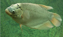 Image of Osphronemus goramy (Giant gourami)