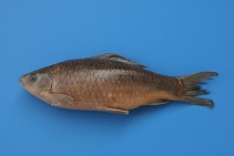 Image of Osteochilus melanopleura 