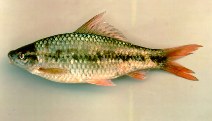 Image of Osteochilus microcephalus 