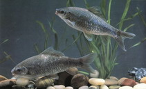 Image of Osteochilus salsburyi 