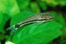 Image of Otocinclus hoppei 