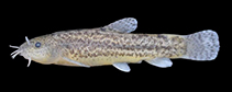 Image of Oxynoemacheilus anatolicus (Burdur loach)