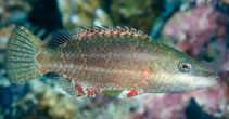 Image of Oxycheilinus digramma (Cheeklined wrasse)