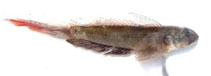 Image of Oxyurichthys tentacularis 