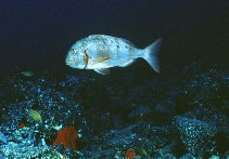 Image of Pagrus auriga (Redbanded seabream)