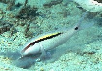 Image of Parupeneus barberinus (Dotdash goatfish)