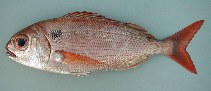 Image of Pagellus bogaraveo (Blackspot seabream)