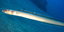 Image of Paraconger macrops (Blackspot conger)