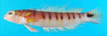 Image of Parapercis multifasciata (Gold-birdled sandsmelt)