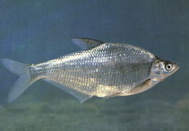 Image of Parabramis pekinensis (White amur bream)