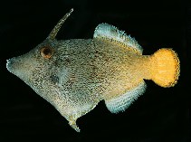 Image of Pervagor aspricaudus (Orangetail filefish)