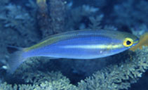 Image of Pentapodus aureofasciatus (Yellowstripe threadfin bream)