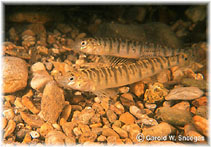 Image of Percina carbonaria (Texas logperch)