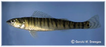 Image of Percina macrolepida (Bigscale logperch)