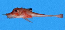 Image of Peristedion paucibarbiger 